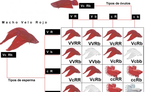 The most will be Red VT (9)