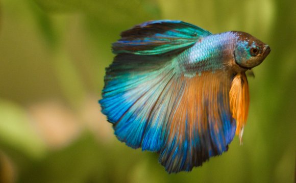 Turquoise Halfmoon Betta