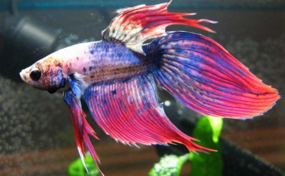 Betta Fish Flared Hd