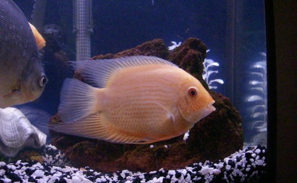 Gold severum