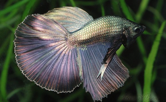 Google, Siamese fighting fish