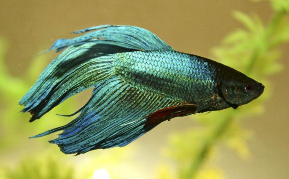 Green Betta Fish Hd Betta Fish