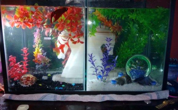 Guru s Freshwater Tanks