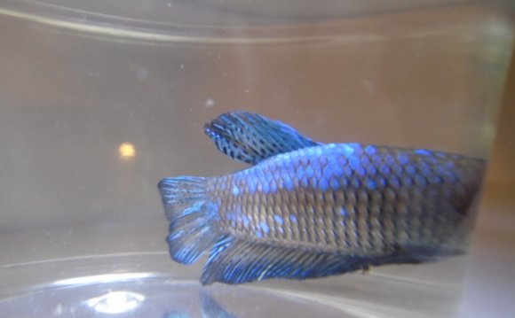 Plakat Betta Care Male