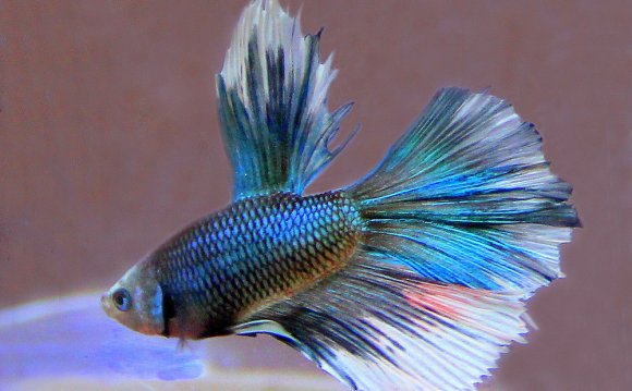 Half Moon Betta Fish by vette