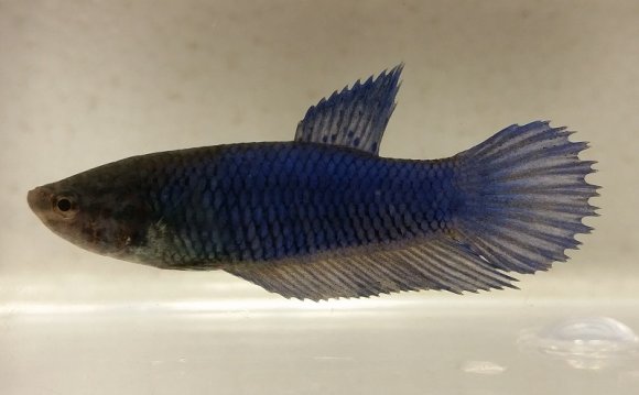 Half Moon Female Betta