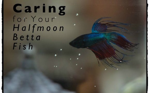 Halfmoon Betta Fish Care and