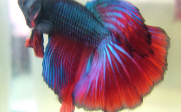 Halfmoon Betta Fish, Halfmoon