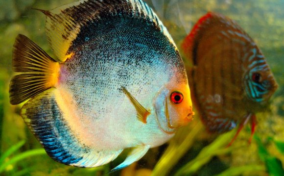 Haraldi discus blue brown