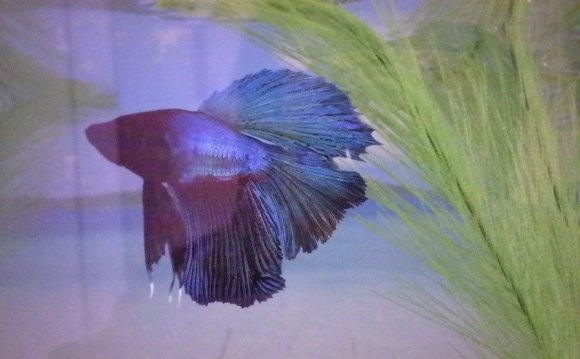 Sudden Fin Loss On Betta | My