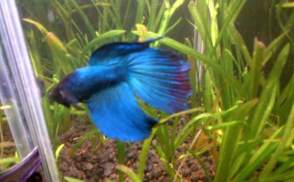 Hi, I Got My Betta Fish A Week