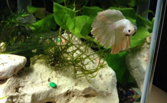 Hi, My Betta Fish Died Quite