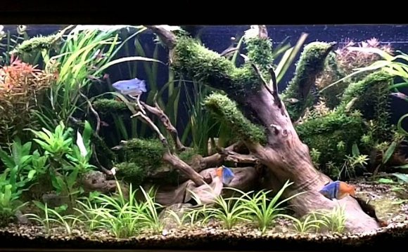 Aquascape ideas freshwater