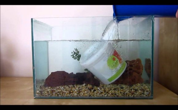 How to Set Up A Basic Betta