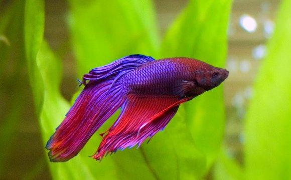 Ich Disease on Betta Fish Fins