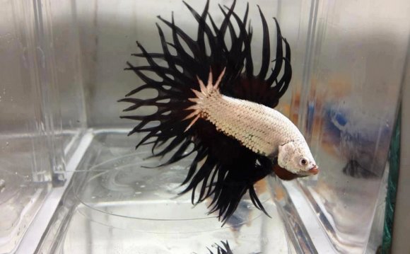 Upvote boss king Betta fish