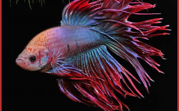 CROWN TAILED BETTA