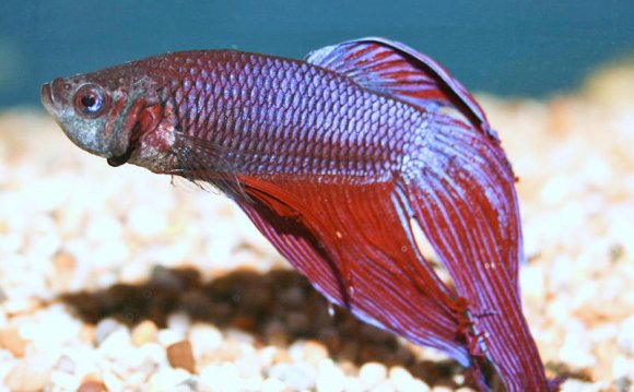 Siamese fighter, Betta