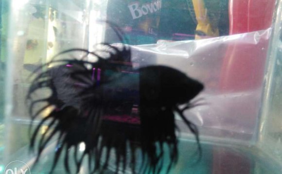 Imported black crown betta