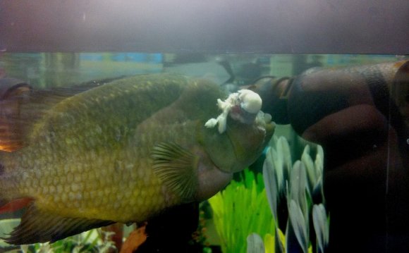 Injured-Fish-at-Petco