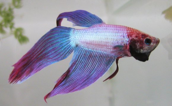 Keeping Siamese Fighting Fish