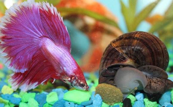 Lavender halfmoon betta fish