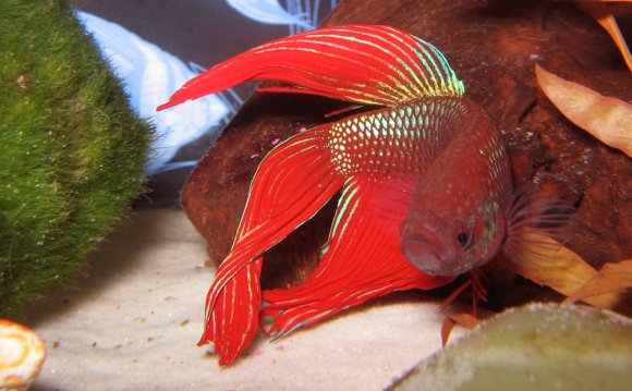 Siamese fighting fish