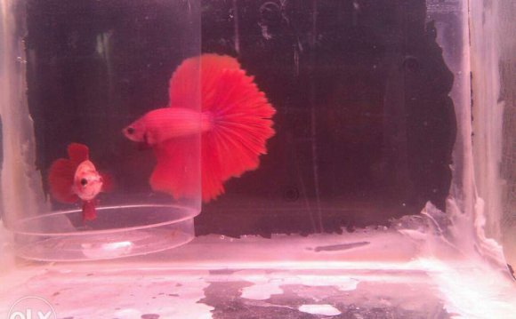 Halfmoon betta breeding pairs