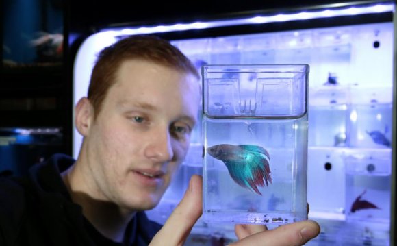 The Siamese Fighting Fish