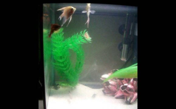 Male Betta Fighting Fish