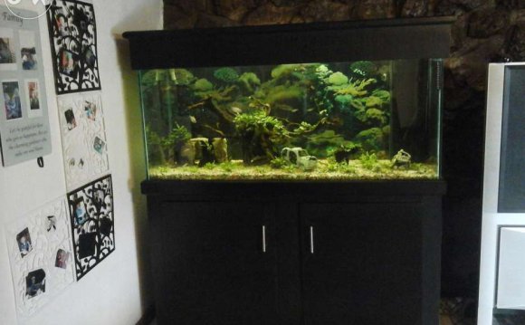 Marine fish tank maintenance