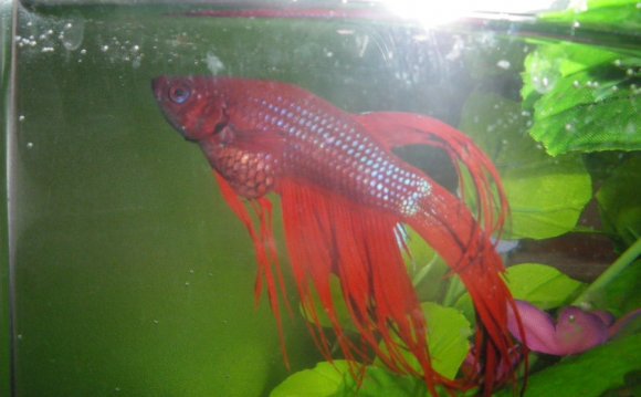 Signs Of A Sick Betta