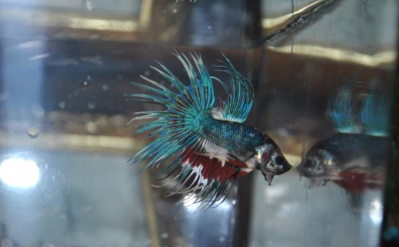 Crowntail Breeding Pair: