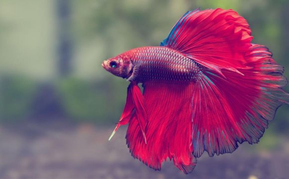 Siamese Fighting Fishes