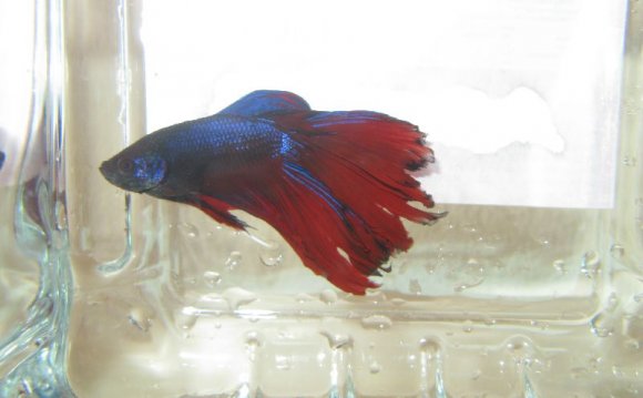 Most Expensive Betta Fish In