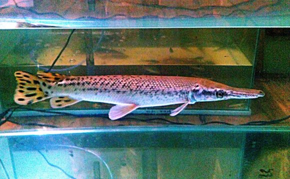 My arowana jardini , silver