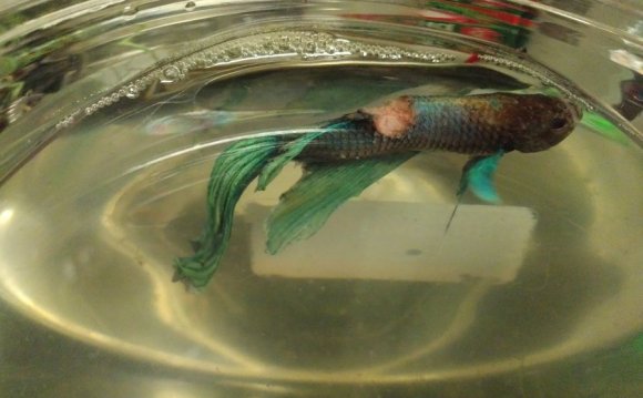 Now, i have been using betta