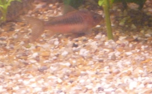 My Bronze Corydora has