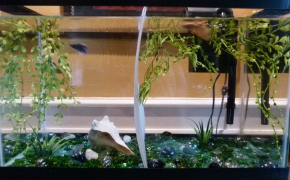 My Double Betta Tank by