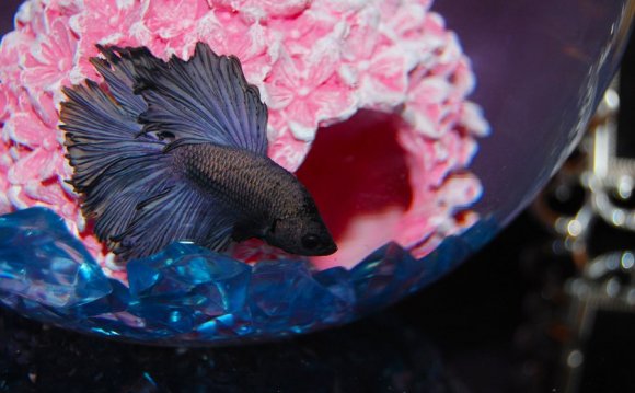 Myth: Bettas can live in tiny