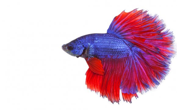 Betta fish