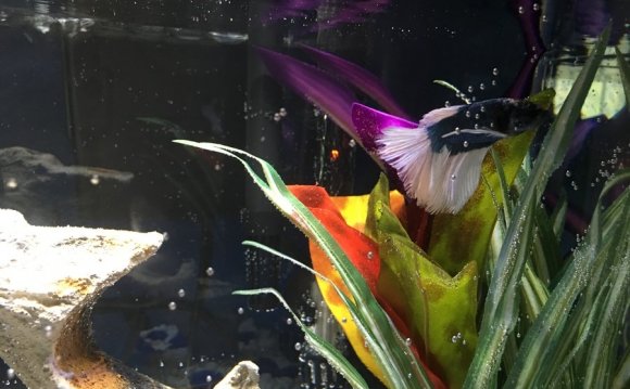 New Betta, Good Water