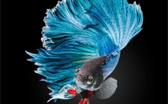 BETTA Siamese blue Fighting