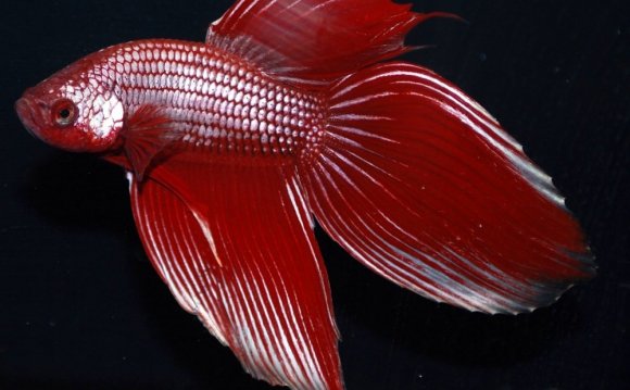 BETTA Siamese red Fighting