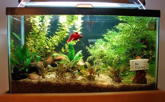 Ornamental fish keeping