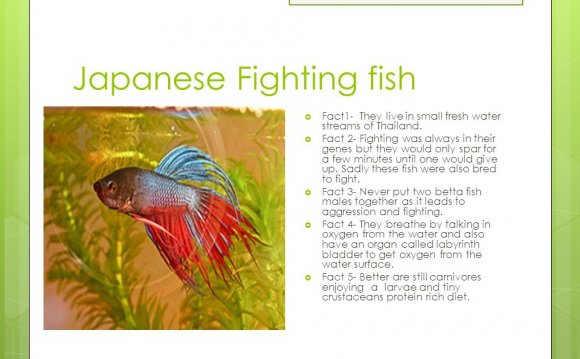 Japanese Fighting fish