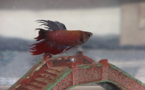 He is a crowntail betta that a