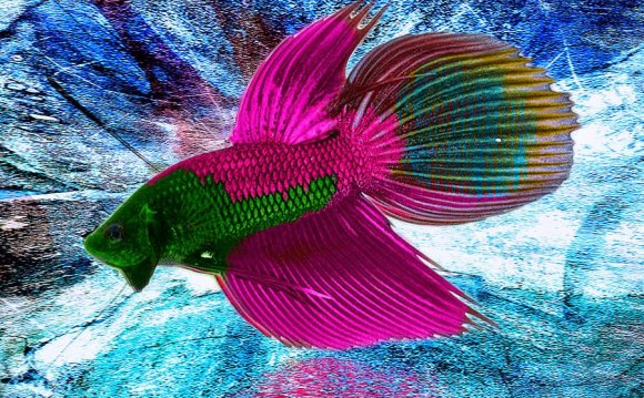 Betta Fish Betta Fish 34361986