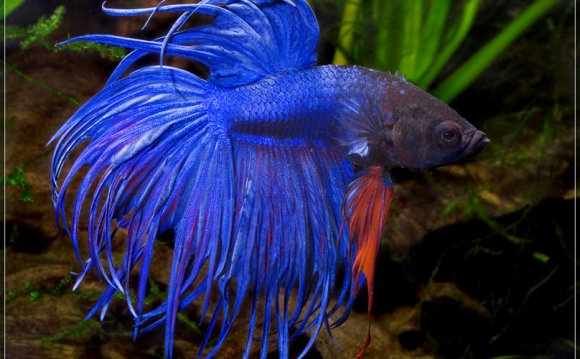 Pink Betta Fish Hd Sapphire