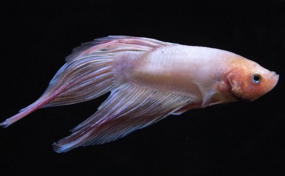 Pink Siamese fighting fish